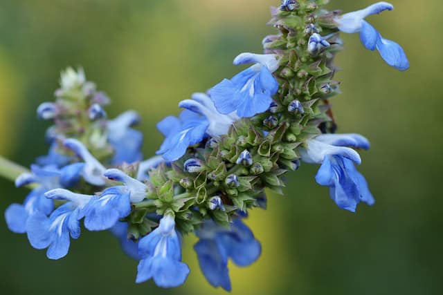 Cayman Sage (Salvia caymanensis)