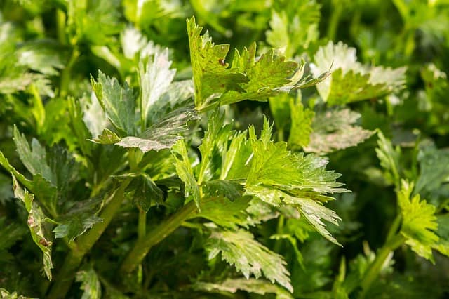 Celery Plant Care