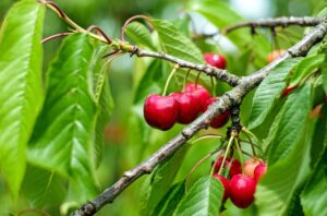 Cherry Tree Varieties