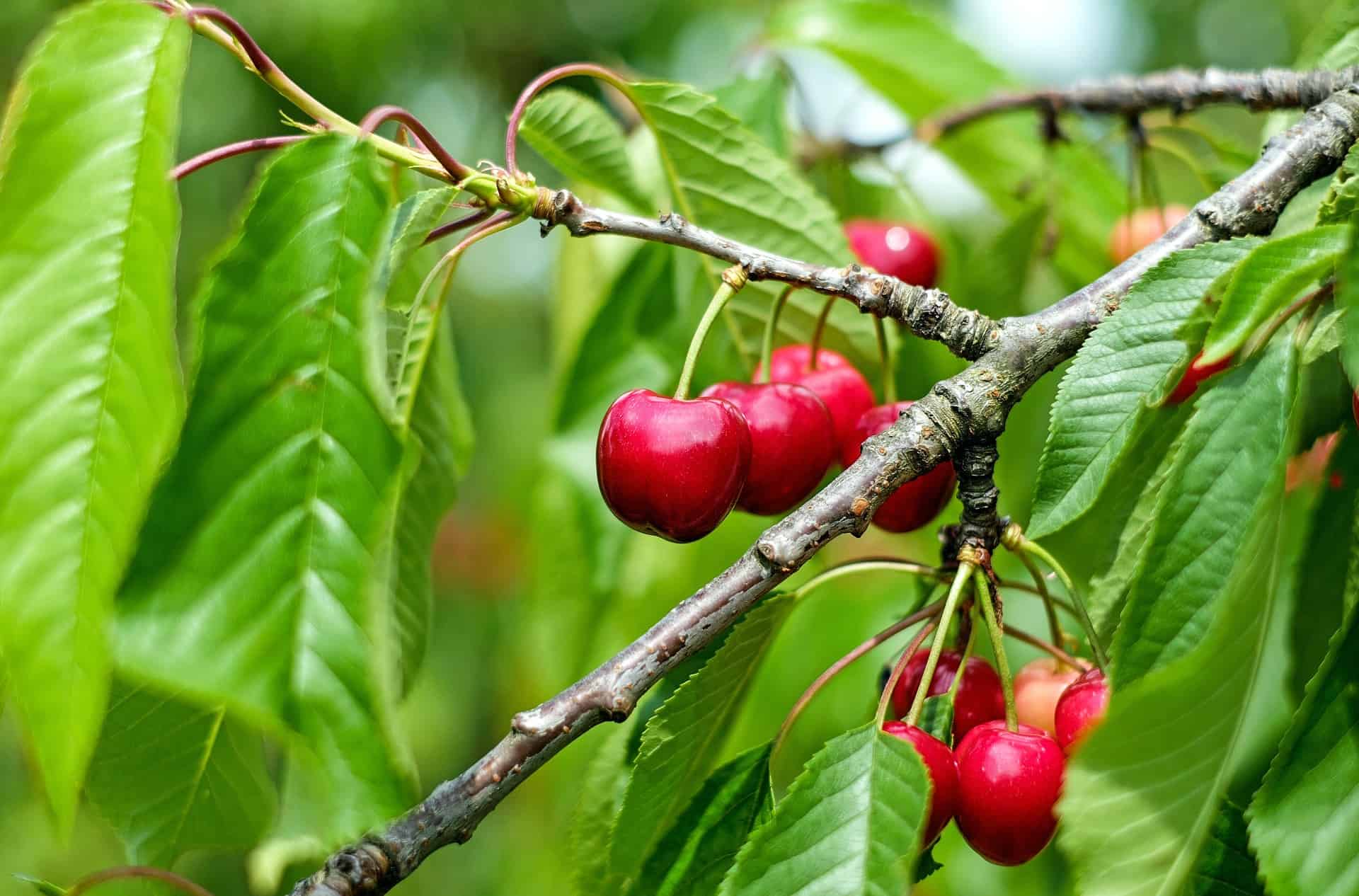 Cherry Tree Varieties Types Of Cherry Trees