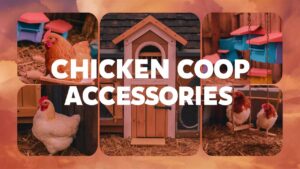 Chicken Coop Accessories