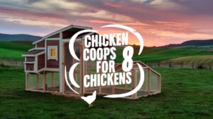 Chicken Coop For 8 Chickens