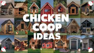 Chicken Coop Ideas