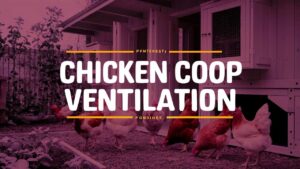 Chicken Coop Ventilation