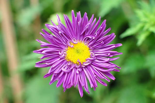 Chinese Aster (Callistephus chinensis)