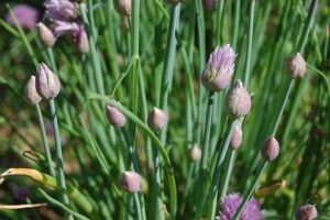 How To Grow Chives