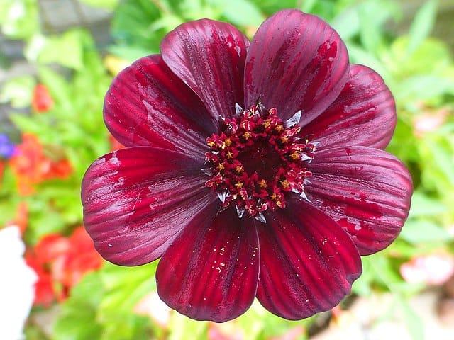 Chocolate Cosmos (Cosmos atrosanguineus)