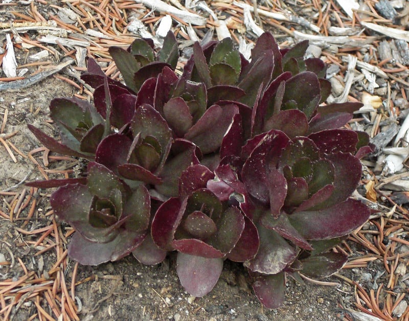 Chocolate Drop Sedum