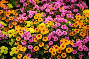 How To Keep Mums Blooming all Fall