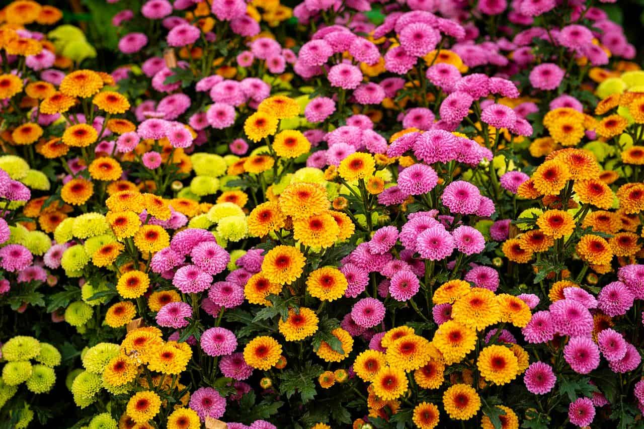 How To Keep Mums Blooming all Fall