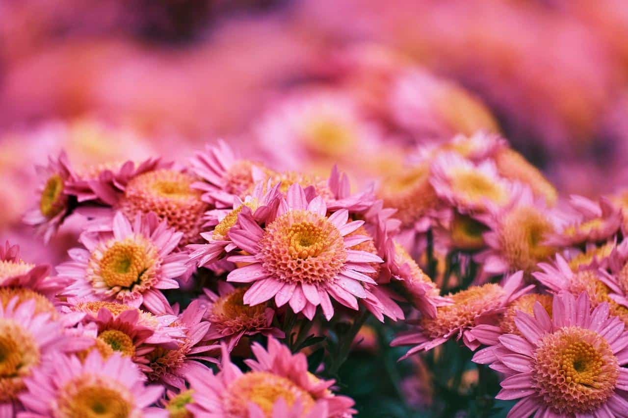 Fertilizer For Mums
