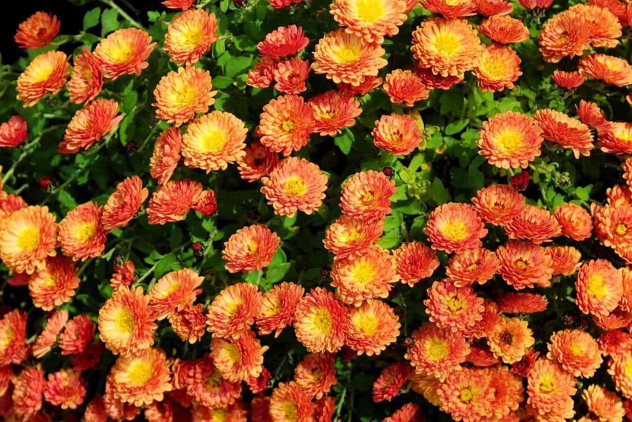 Best Time to Plant Mums