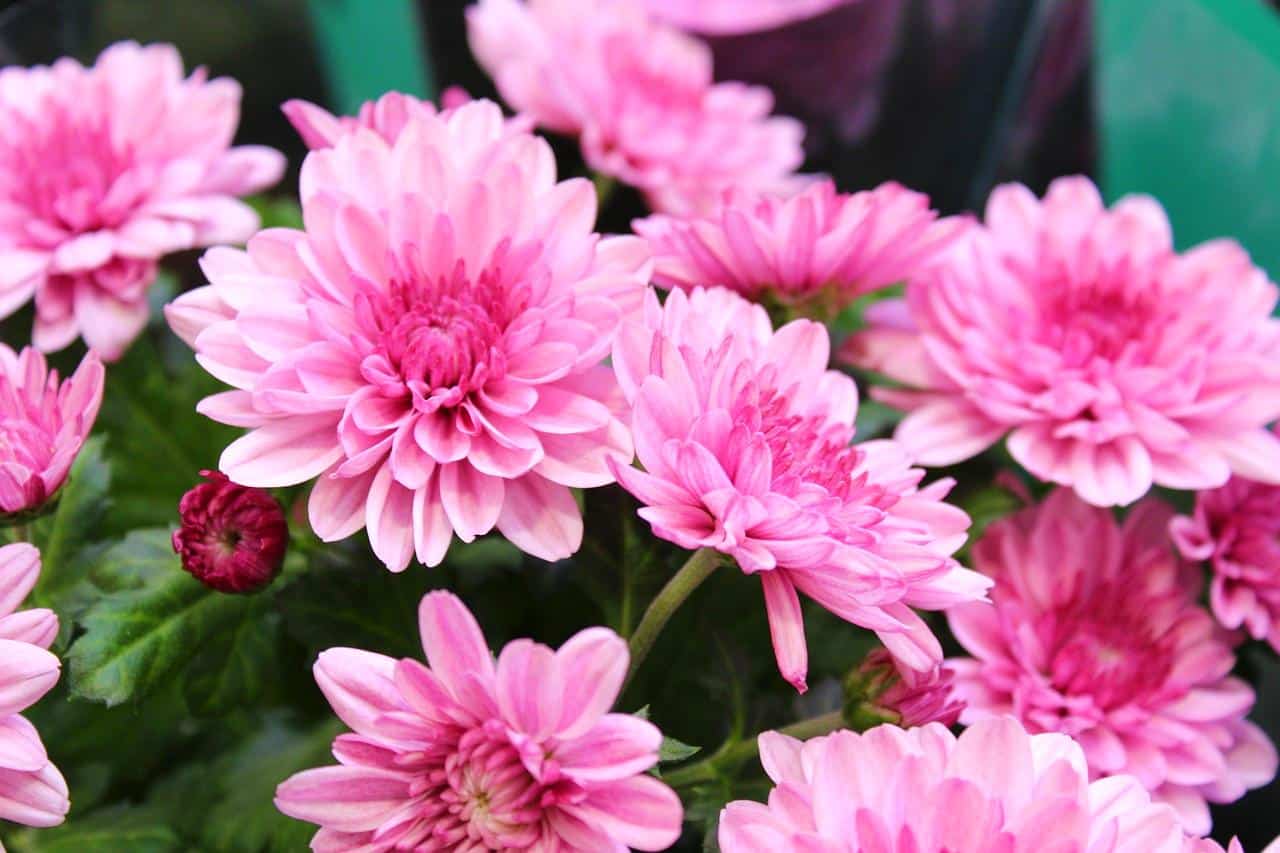 Chrysanthemums flower-3094595_1280