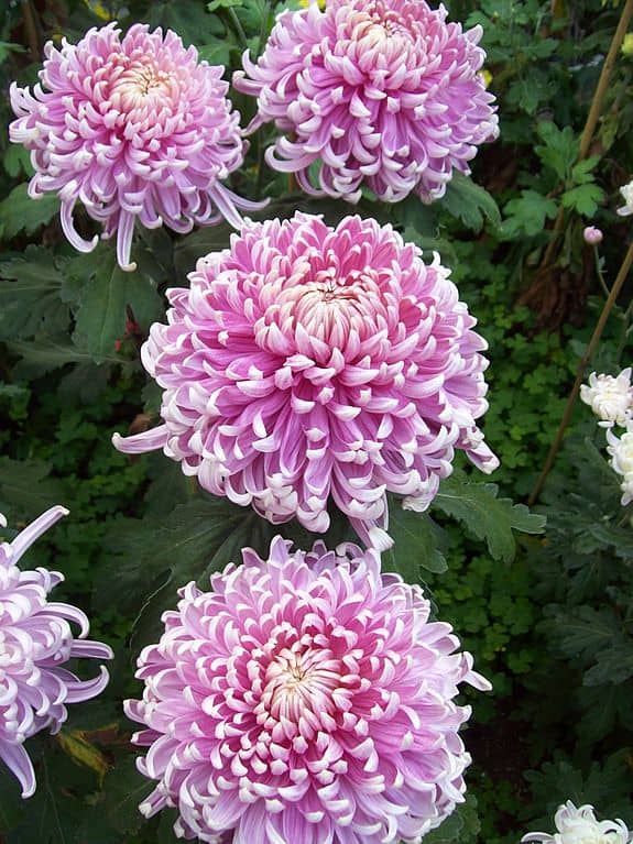 Class 1 - Irregular Incurve Chrysanthemums - Luxor_Chrysanthemum