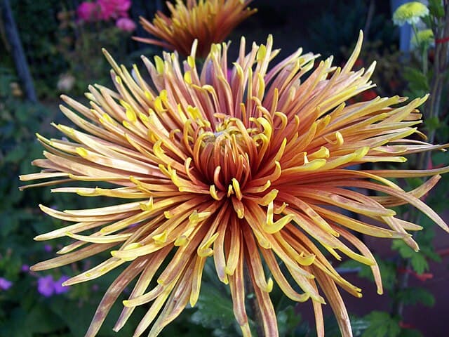 Class 10 - Quill Chrysanthemums