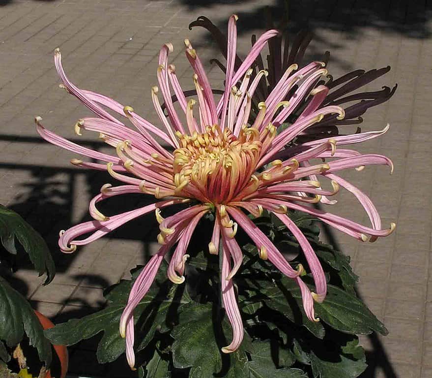 Class 11 - Spider Chrysanthemums