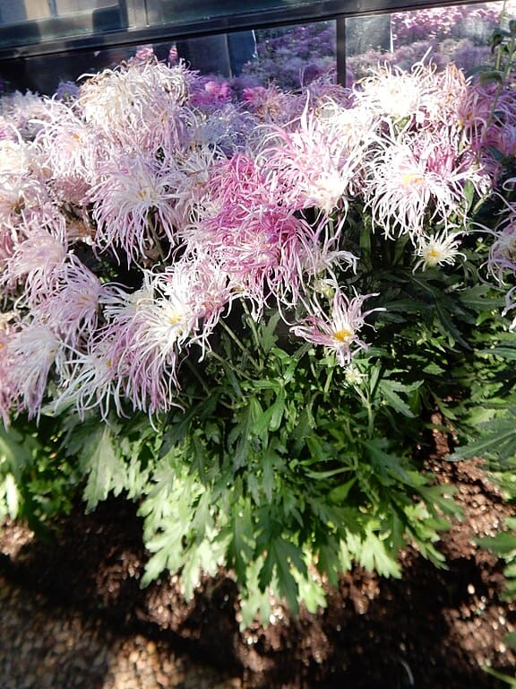 Class 12 - Brush and Thistle Chrysanthemums