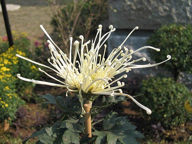 Class 13 - Unusual (Unclassified or Exotic) Chrysanthemums: