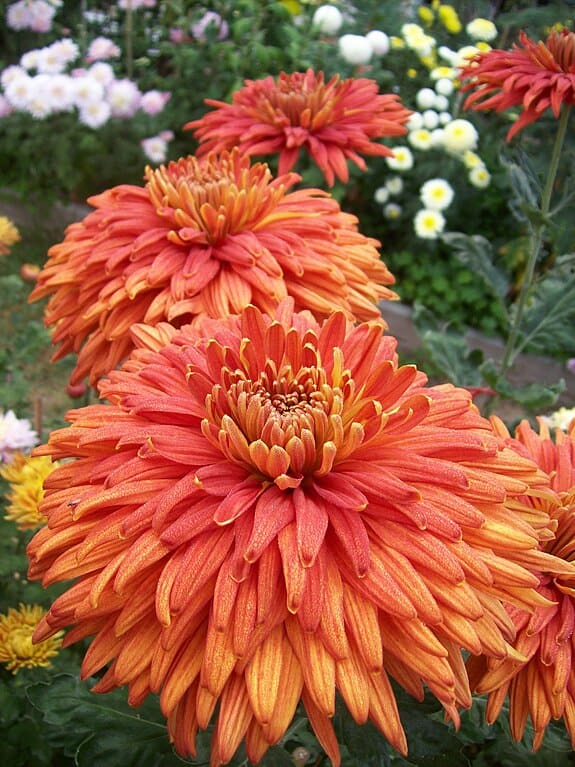 Class 2 - Reflex Chrysanthemums 