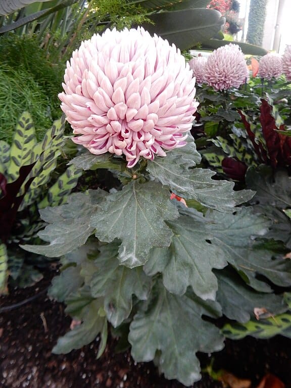 Class 3 - Regular Incurve Chrysanthemums