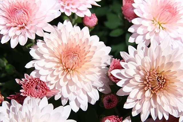 Class 4 - Decorative Chrysanthemums