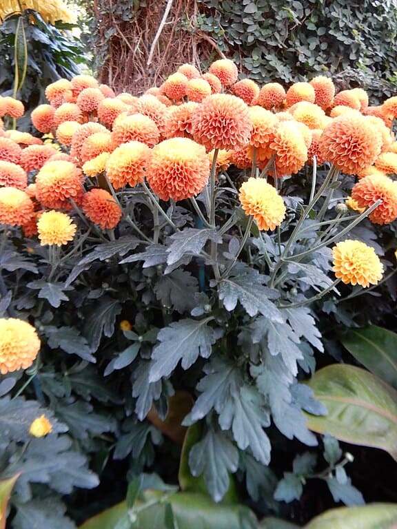 Class 6 - Pompom Chrysanthemums