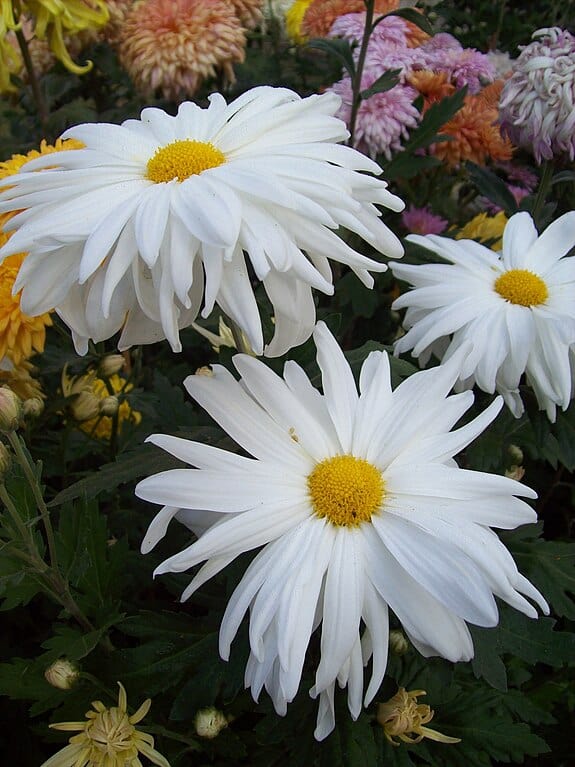 Class 7 - Single and Semi-Double Chrysanthemum