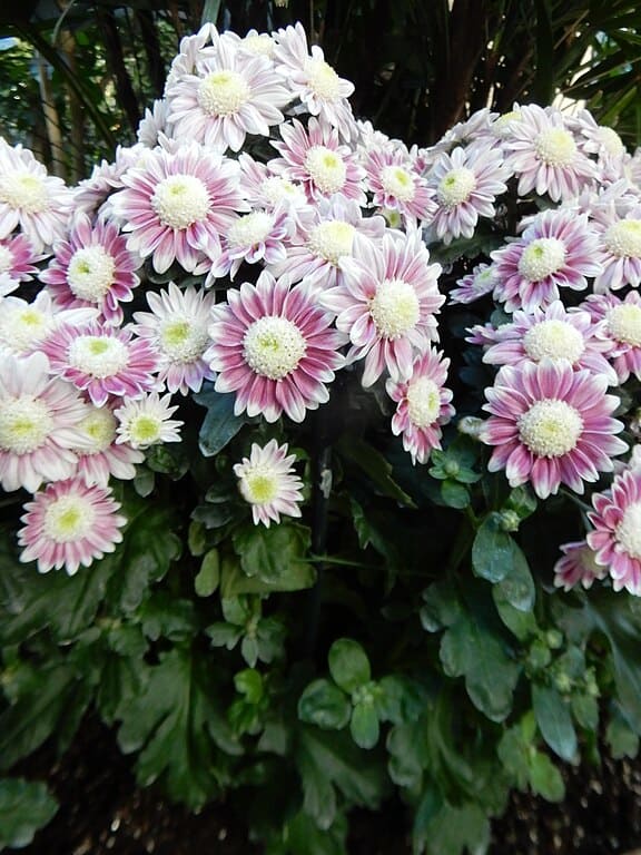 Class 8 - Anemone Chrysanthemums