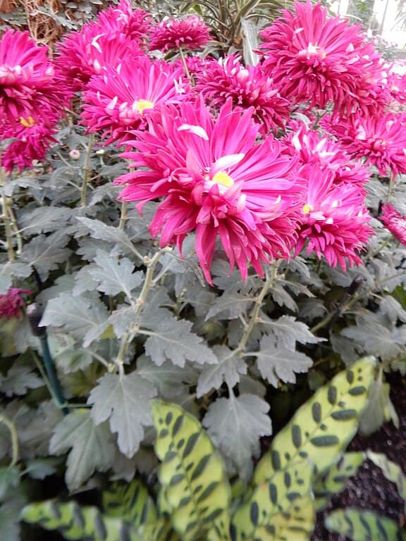 Class 9 - Spoon Chrysanthemums