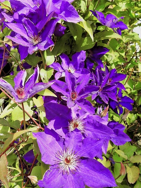 Clematis Purple 