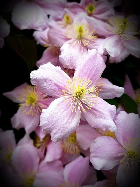 Clematis (Clematis armandii)