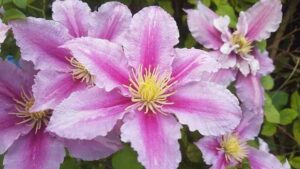 How To Grow Clematis