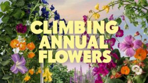 Climbing Annual Flowers