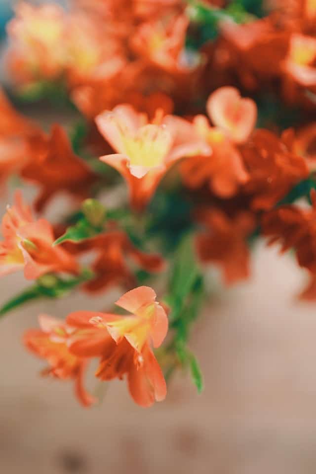 Clivia Flower 