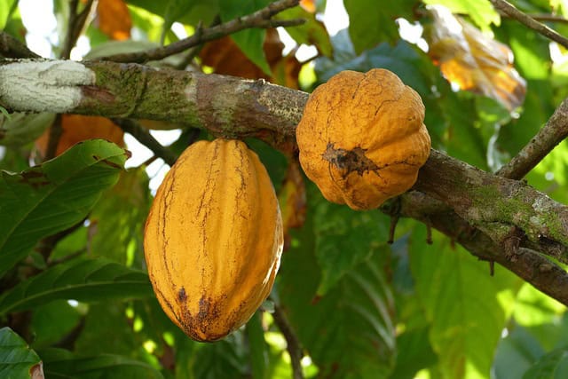 Cocoa Tree