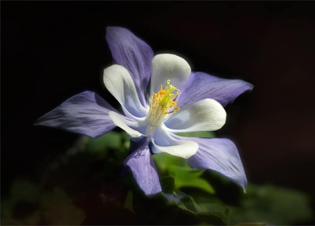 Columbine (Aquilegia x Hybrida)