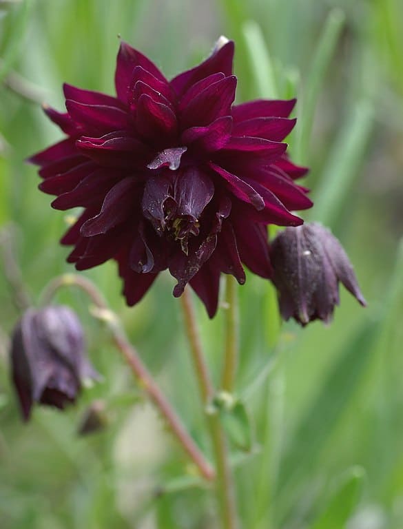 Columbine_Aquilegia_vulgaris_'Black_Barlow'_Flower - Derek Ramsey (Ram-Man). Co-attribution must be given to the Chanticleer Garden.