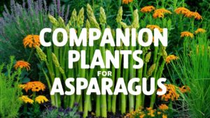 Companion Plants for Asparagus