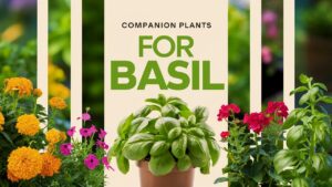 Companion Plants for Basil