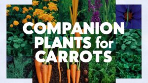 Companion Plants for Carrots