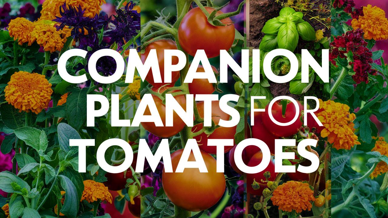 Companion Plants for Tomatoes