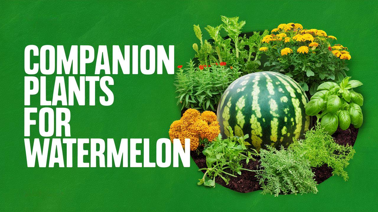 Companion Plants for Watermelon