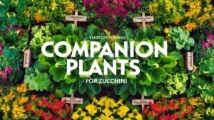 Companion Plants for Zucchini