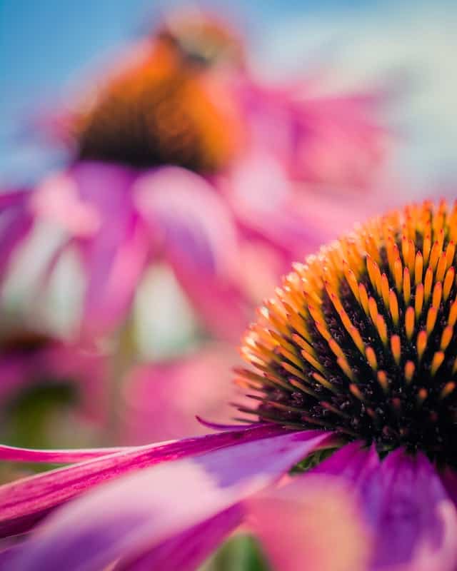 Coneflower Close V