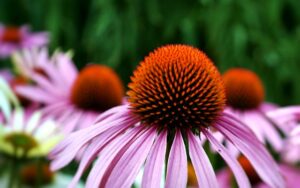 Harvesting Echinacea for Tea