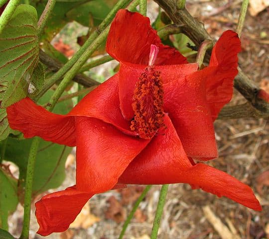 Cooke's Koki'o (Kokia cookei)