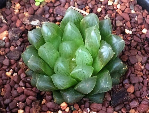 Cooper's Haworthia (Haworthia cooperi)