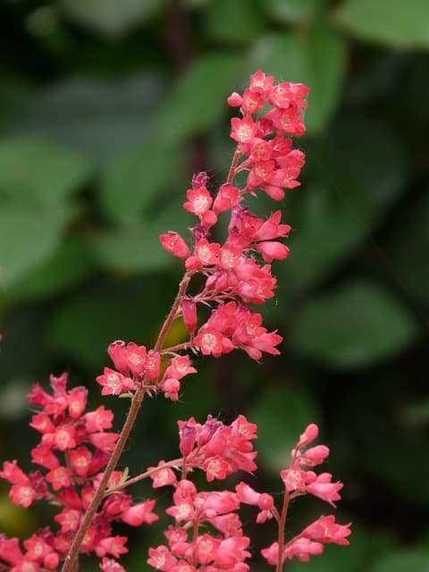 Coral Bells (Heuchera sanguinea)