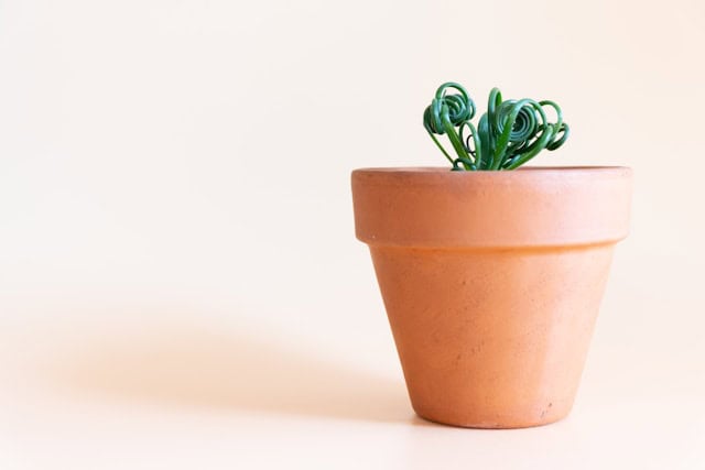 Corkscrew Albuca (Albuca spiralis)