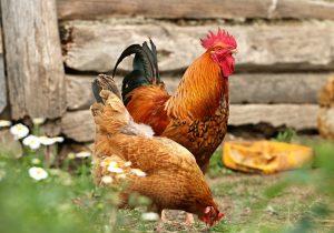 Cover Crops for Chickens